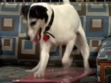 Un chien Jack Russel crée des tableaux et les vend