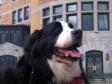 Santol, le chien du Château Frontenac à Québec