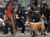 Loukanikos et les chiens errants, tristes mascottes de Grèce