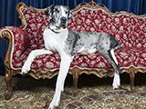 Freddy, le plus grand chien de Grande-Bretagne
