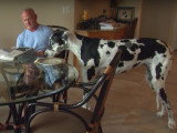 Voici Lizzy, le plus grand chien du monde