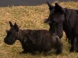 Barney, le chien du président Georges W. Bush, rencontre sa nouvelle compagne : Miss Beazley
