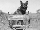 Rintintin installé sur un fauteuil de metteur en scène à son nom