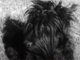 Le président Franklin D. Roosevelt répond aux républicains au sujet de son Scottish Terrier Fala
