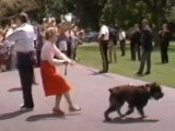 Lucky, le Bouvier des Flandres du président Ronald Reagan, pressé de monter dans l'hélicoptère