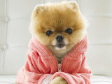 Jiffpom en train de poter un vêtement de couleur rouge
