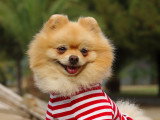 Boo portant un t-shirt rouge et noir