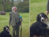 Le chien du président irlandais tente d'interrompre une interview