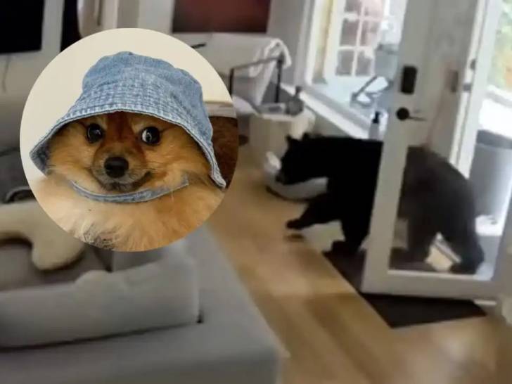 Une image du Spitz Nain Scout et de l'ours qu'il a chassé de sa maison