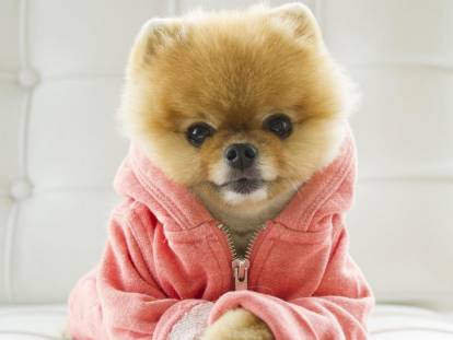 Jiffpom en train de poter un vêtement de couleur rouge