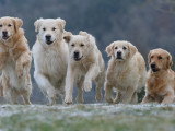 Une meute de chiens en train de courir