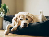 Un vieux chien est couché dans son panier dans le salon