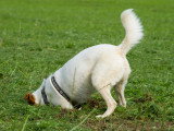 Un Jack Russell creuse un trou dans un jardin