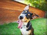 Test d'Aptitude à l'Education Sociale du Chien