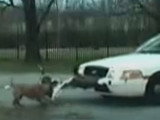 Un chien arrache le bouclier avant d'une voiture de police