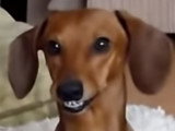 Un chien qui sourit pour amadouer ses maîtres