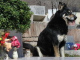 Un chien sur la tombe de son maître pendant onze ans