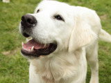 Un Labrador avec un air heureux