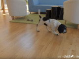 Conseils pour laisser son chiot seul