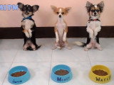 Compilation des chiens les mieux dressés