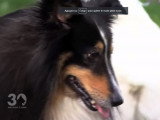 Que faire avec un chien anxieux