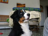 Un Bouvier Bernois qui adore aboyer