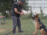 Comment gérer l'agressivité de son chien ?