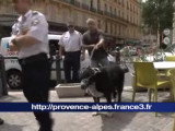 Fait divers à Marseille - Pourquoi un chien a attaqué un enfant