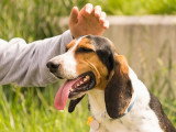 Un homme s'apprête à caresser un Beagle