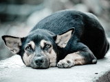 Un chien couché sur un muret regarde l'objectif