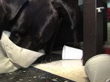 Comment éduquer un chien qui détruit tout