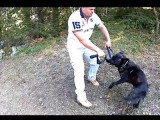Comment éviter que votre chien morde sa laisse