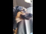 Un berger allemand qui aboie
