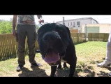 Le comportement d'un Cane Corso décrypté par un comportementaliste