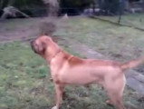Le Tosa Inu, un bon chien de garde