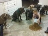 Vous pensez que les pitbulls sont dangereux ?