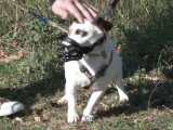 Education d'un Jack Russell anxieux