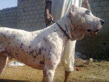 Le Sindh Hound, le molosse Pakistanais
