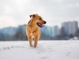 Un chien indépendant se promène seul dans un champ enneigé