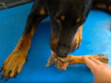Réaction d'un Beauceron après lui avoir retiré son os