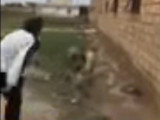 Un Kangal trop puissant pour son maître