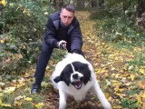 Entraînement d'un Ciobanesc Romanesc de Bucovina à l'attaque