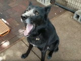 Le hurlement d'un Blue Bay Shepherd