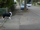 Désensibilisation d'un Border Collie à la voiture