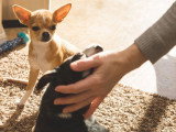 Un Chihuahua jaloux parce que sa maîtresse caresse un autre chien