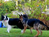 2 indications essentielles pour comprendre son chien