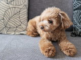 Un petit Caniche est allongé tranquillement sur le canapé