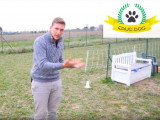 Le chien jaloux de ses congénères