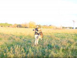 Votre chien monte sur le canapé ?