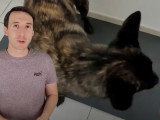 Des solutions pour chiens destructeurs